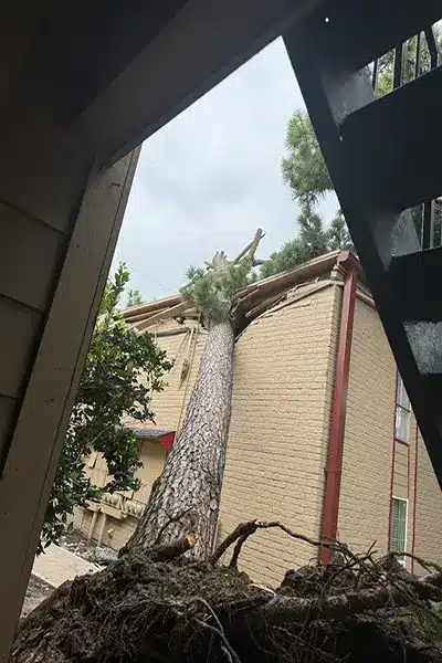 A tree leans over a building